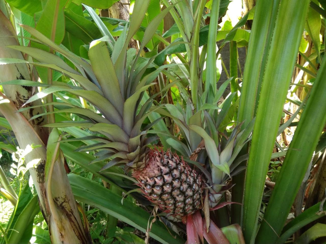 Suka Sari * Pemuteran (Bali)