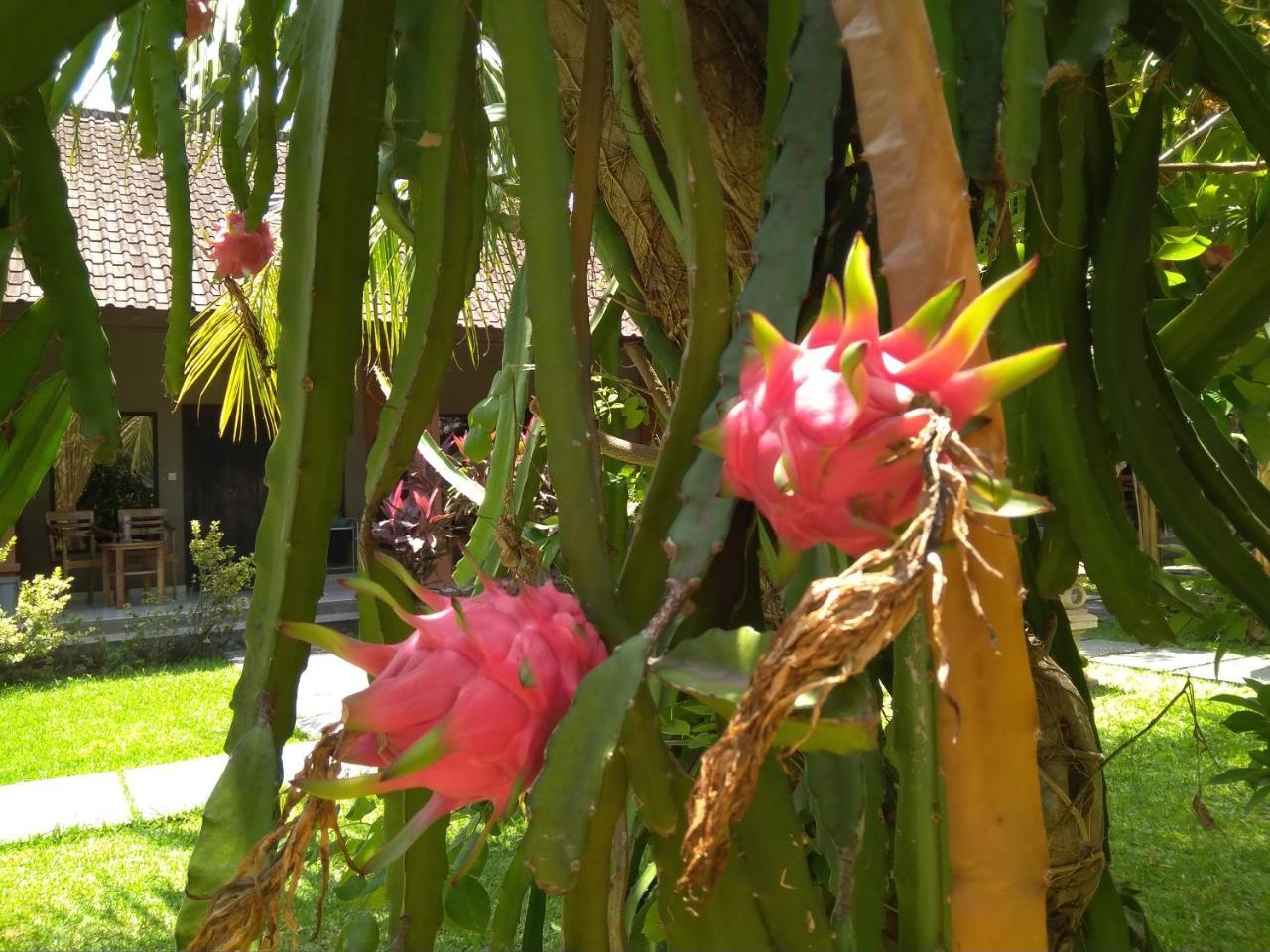 Suka Sari * Pemuteran (Bali)