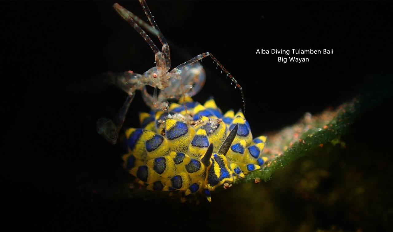 Hotel Alba Bali Dive Tulamben (Bali)