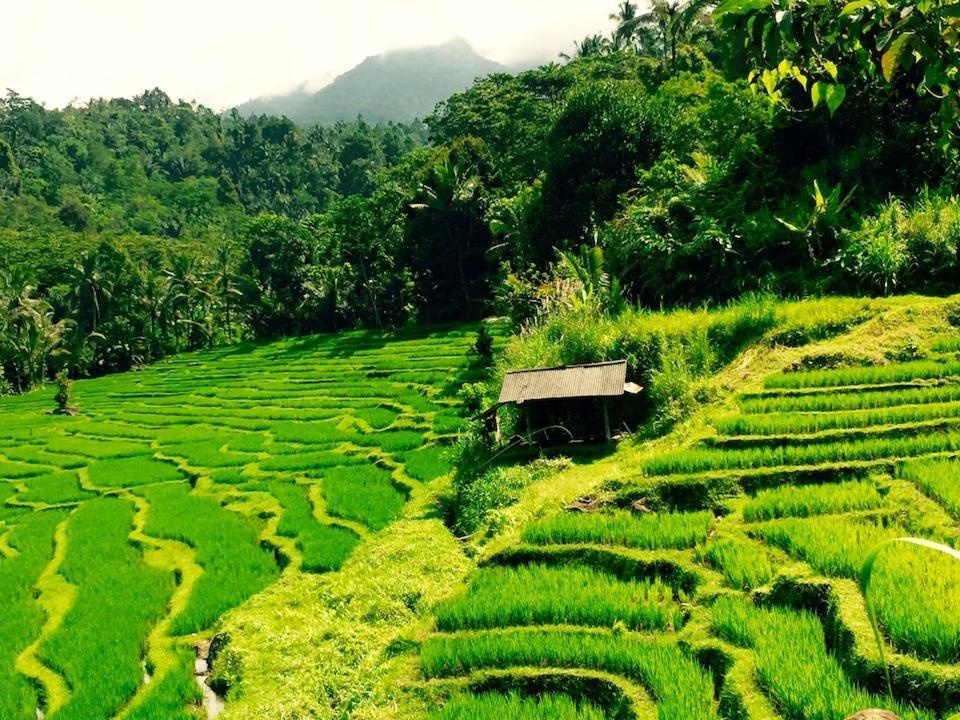 Bali Mountain Retreat Selemadeg (Bali)