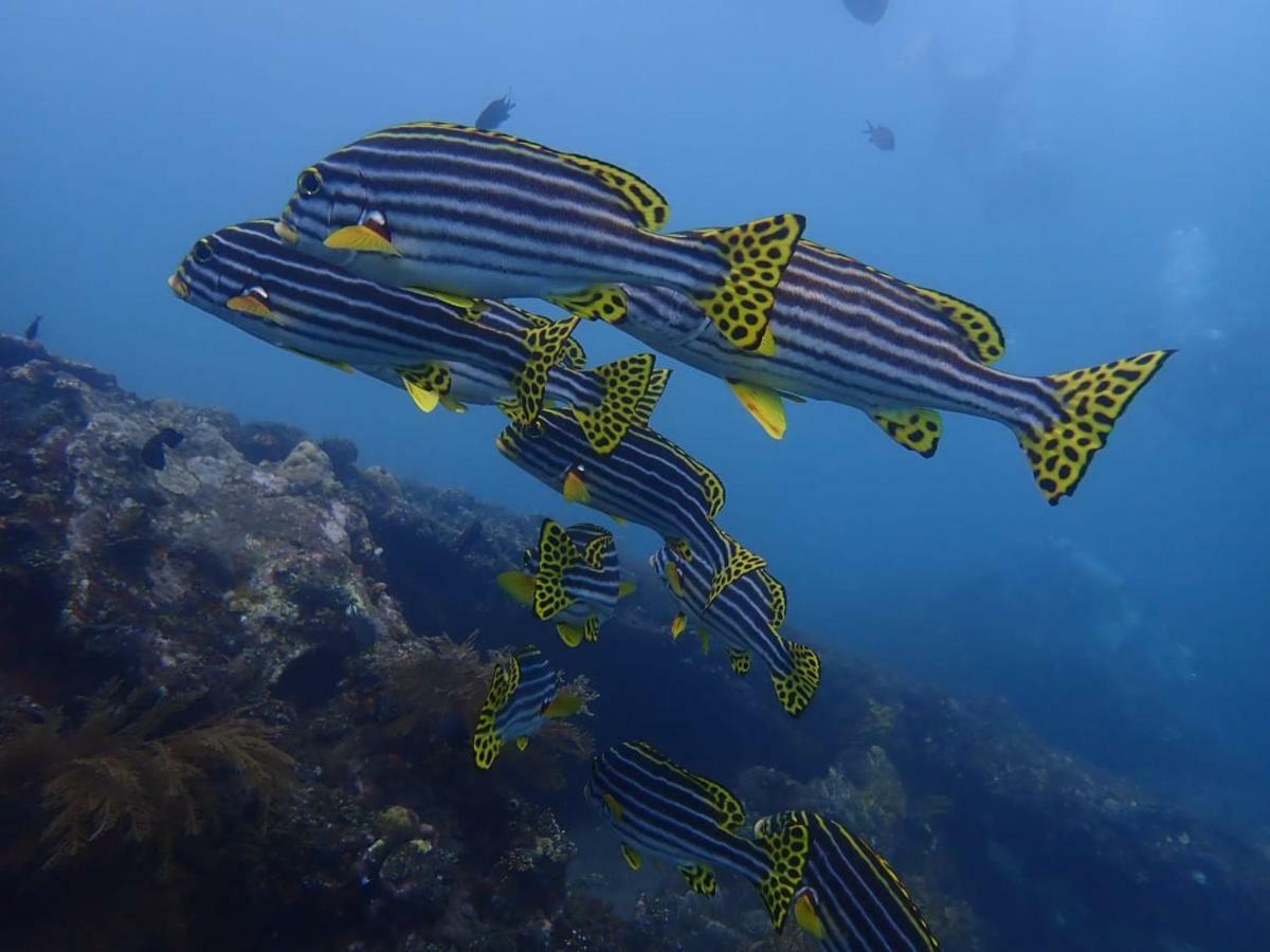 Bluehill Dive Hotel 3*