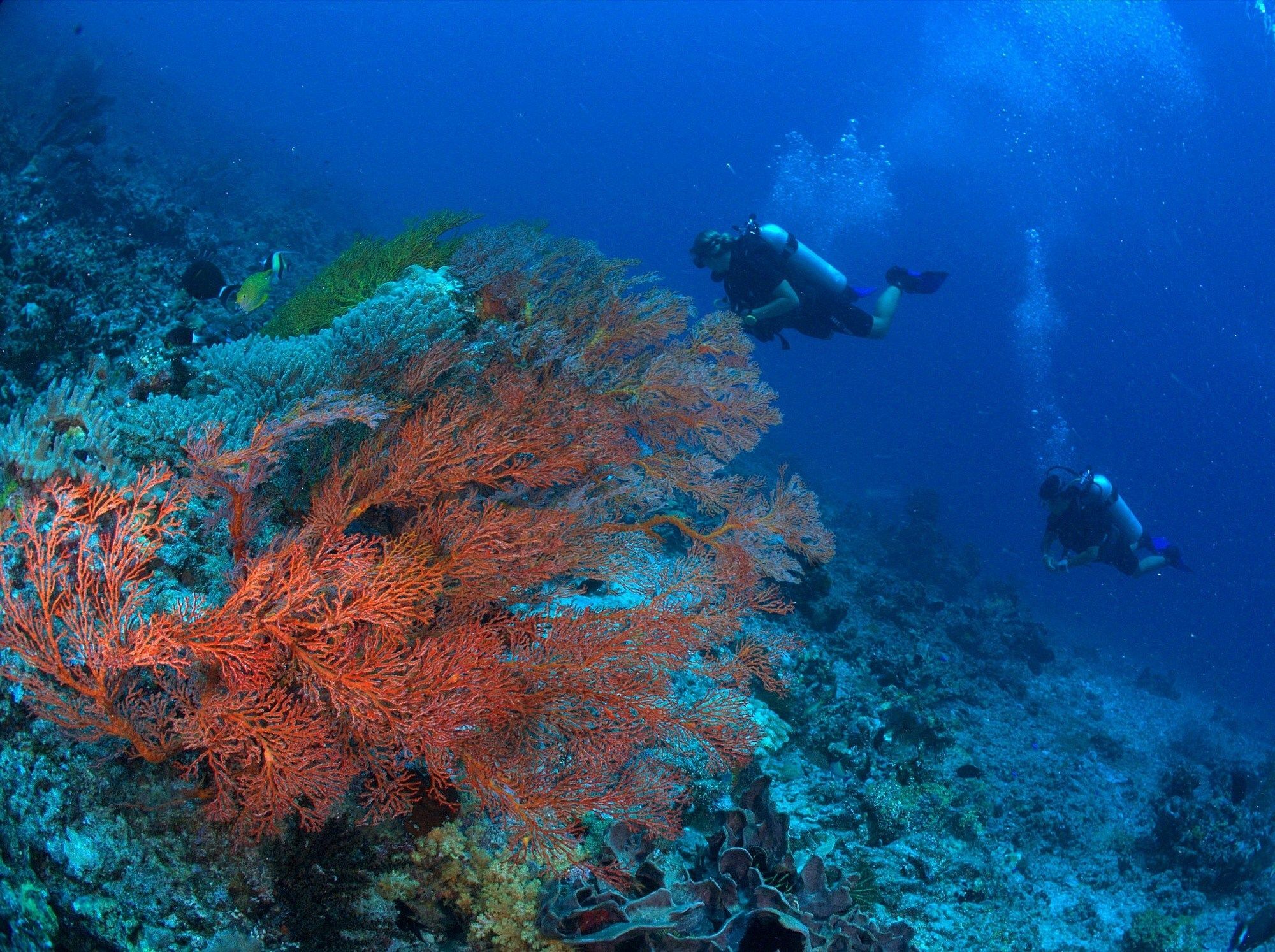 Hotel Bluehill Dive