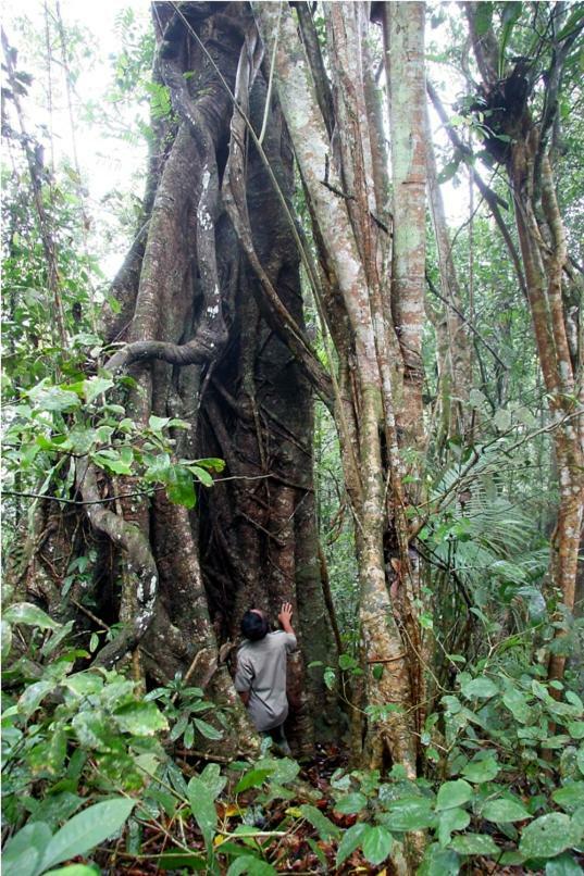 Hotel Menjangan Hill Banyuwedang