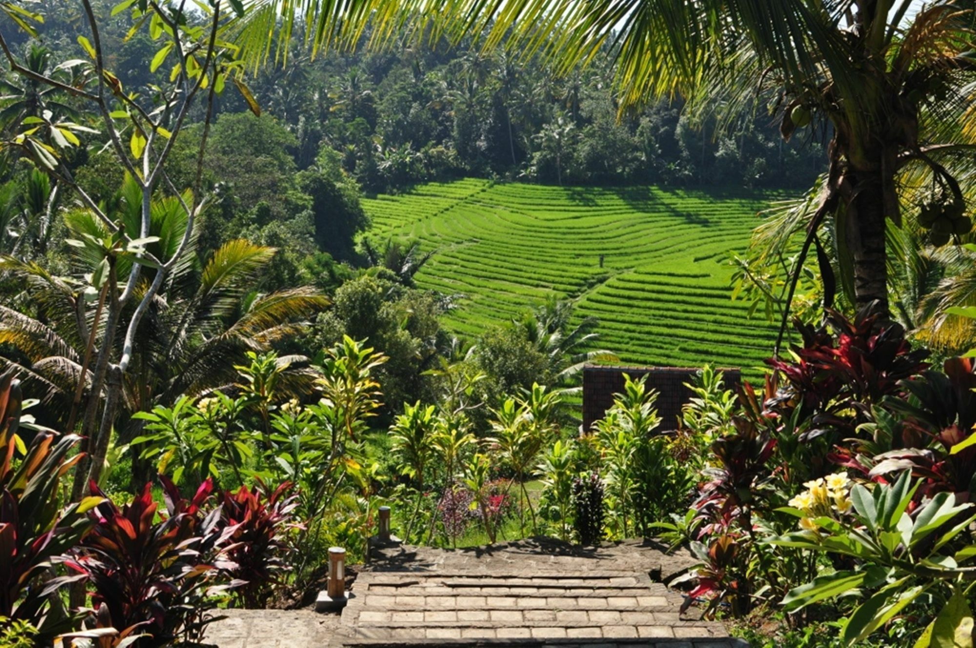 Bed & Breakfast Bali Lush