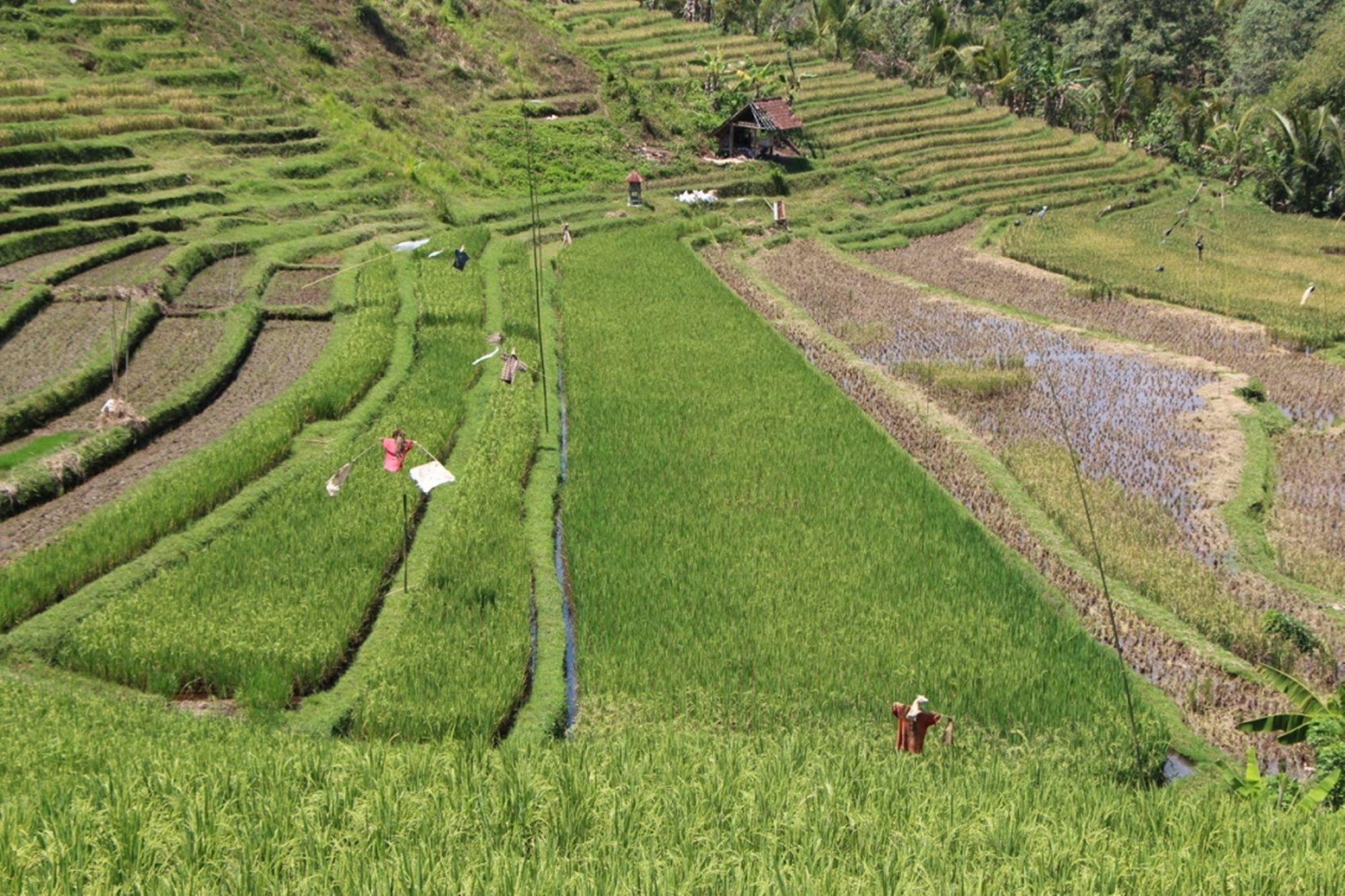 Bali Lush Bed & Breakfast Selemadeg (Bali)