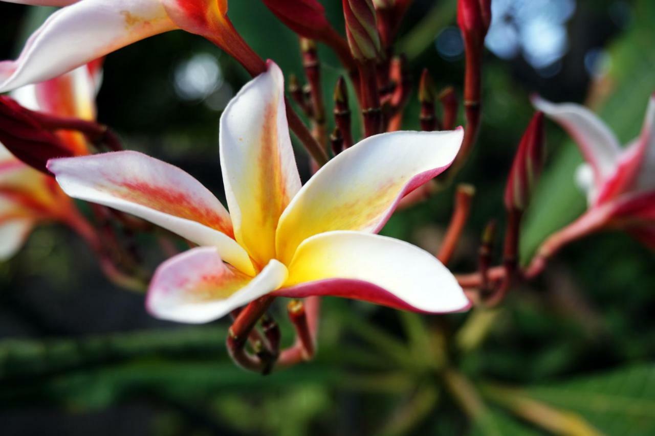 Louto Dmell Sanur (Bali)