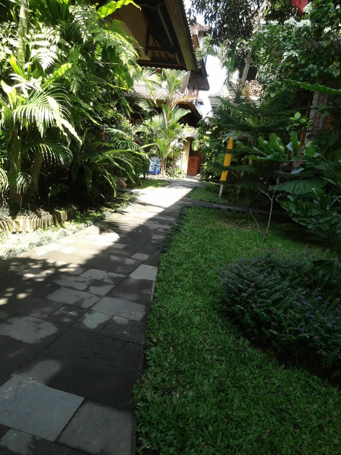 Hibiscus * Ubud (Bali)