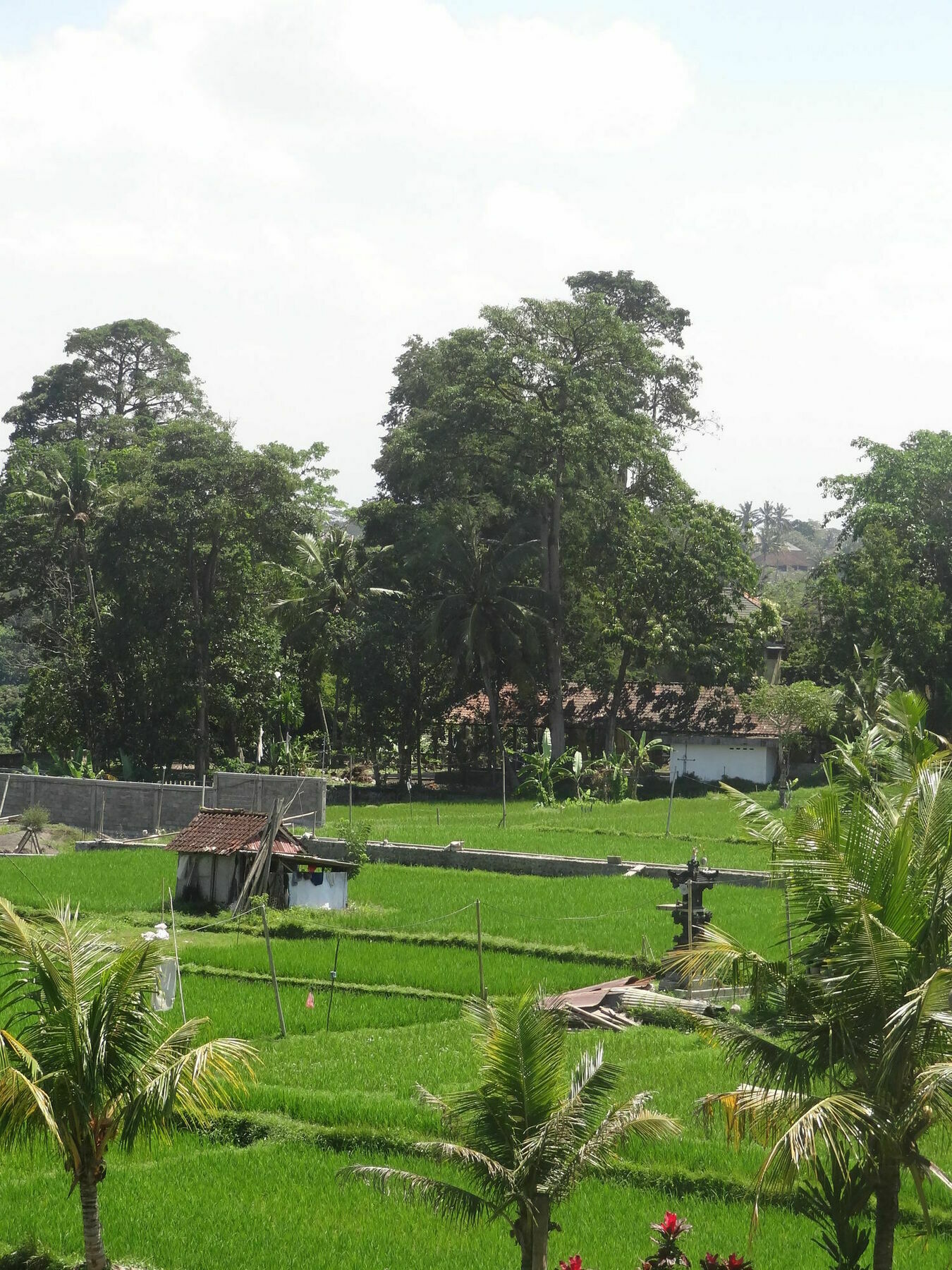 Hibiscus * Ubud (Bali)