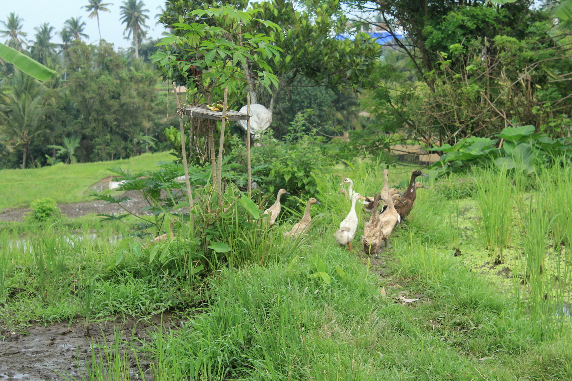 Permata Guest house