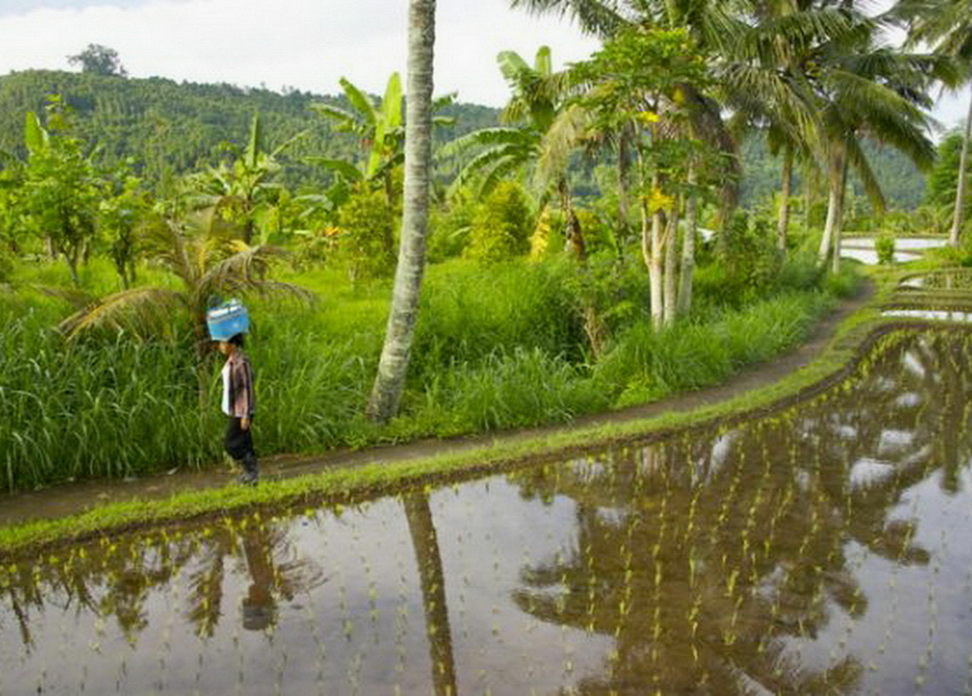 Karang Sari & Restaurant Guest house Munduk (Bali)