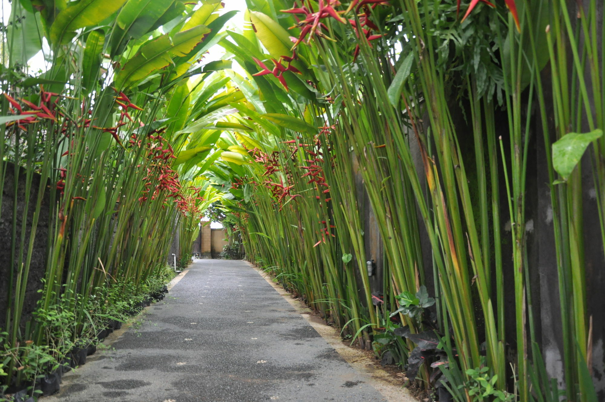 Guest house Kubudiuma Bali 2*
