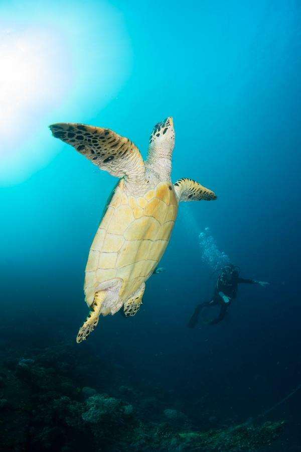 Bali Dive * Amed (Bali)
