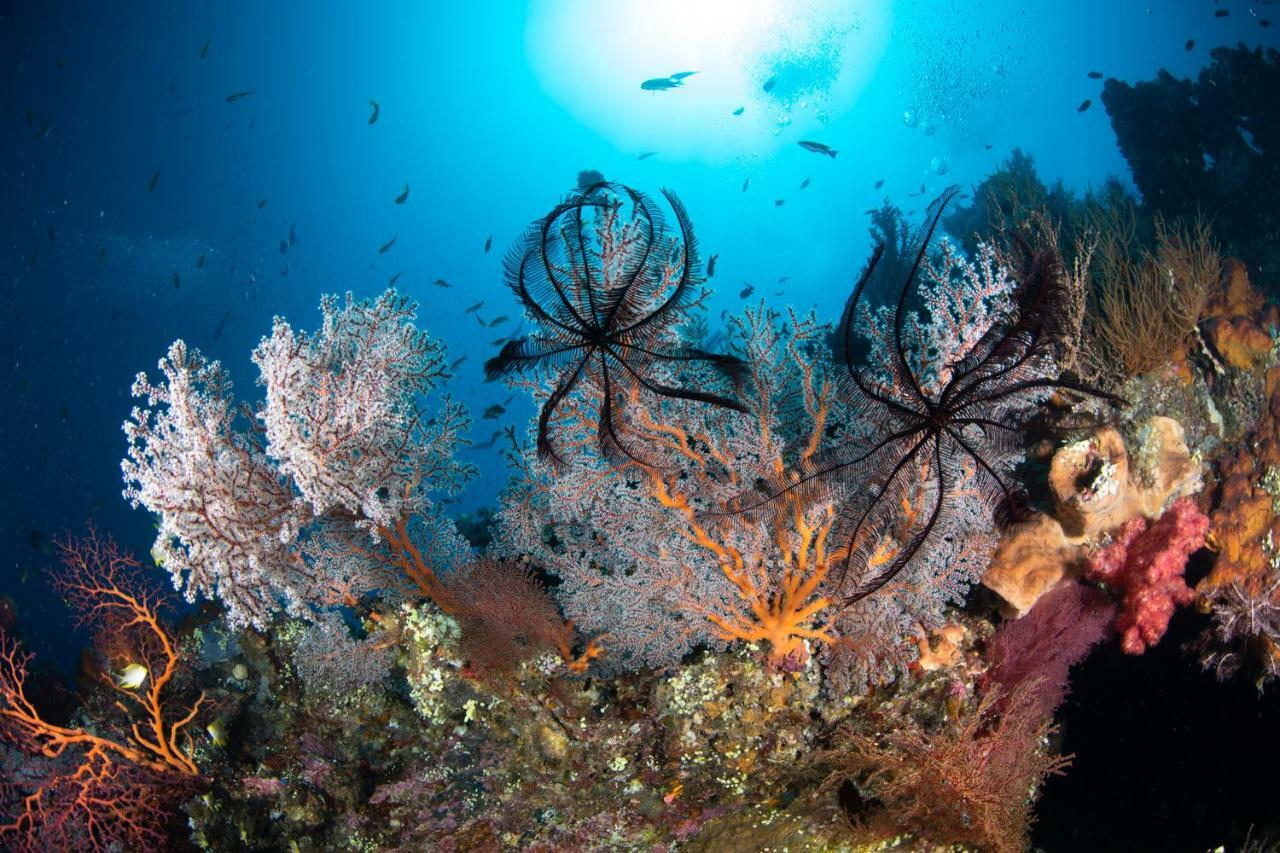 Bali Dive * Amed (Bali)