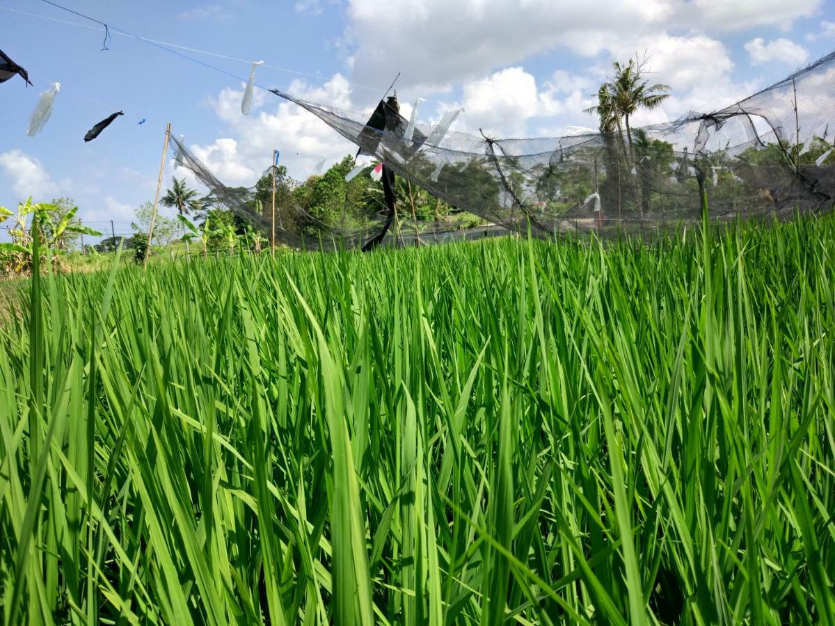 Wisma tamu Sunari 2*