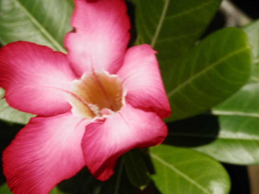 Cantik