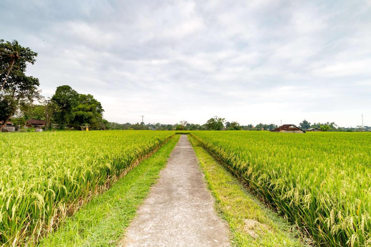 Umasari Rice Terrace By Agata Tabanan (Bali)