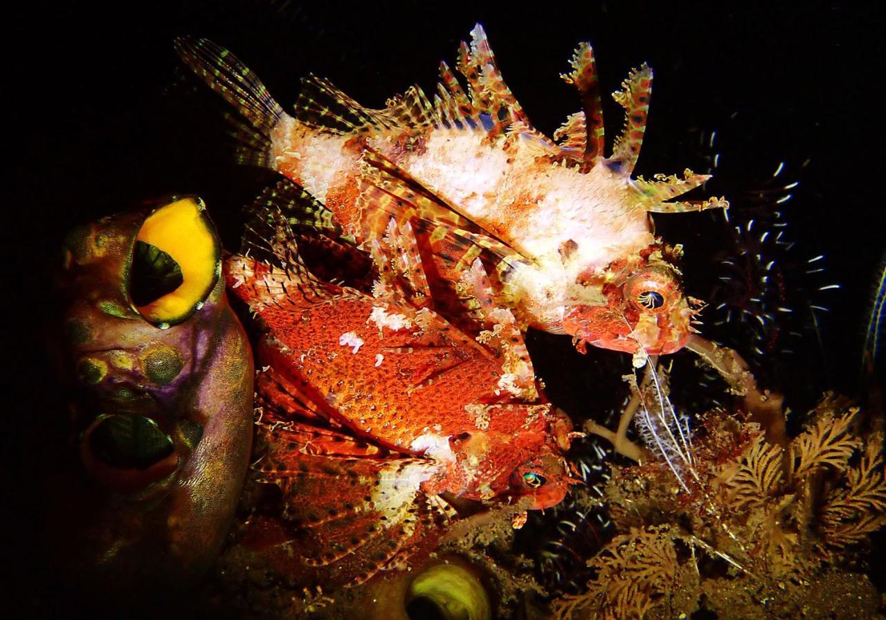 Bluehill Dive Tulamben (Bali)
