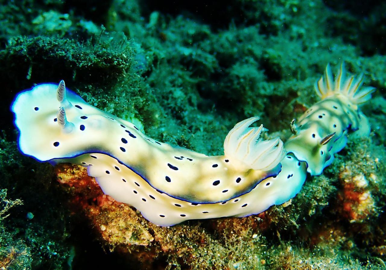 Bluehill Dive Tulamben (Bali)