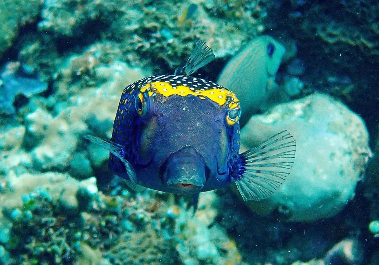 Hotel Bluehill Dive Tulamben (Bali)