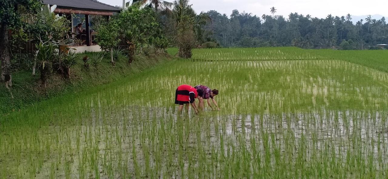 Kubu D'ume Jatiluwih
