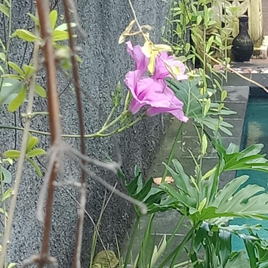 Homestay D'puja And *