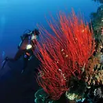 Tulamben Wreck Divers Resort & Restaurant