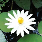 Shankari\'S Bali Retreat