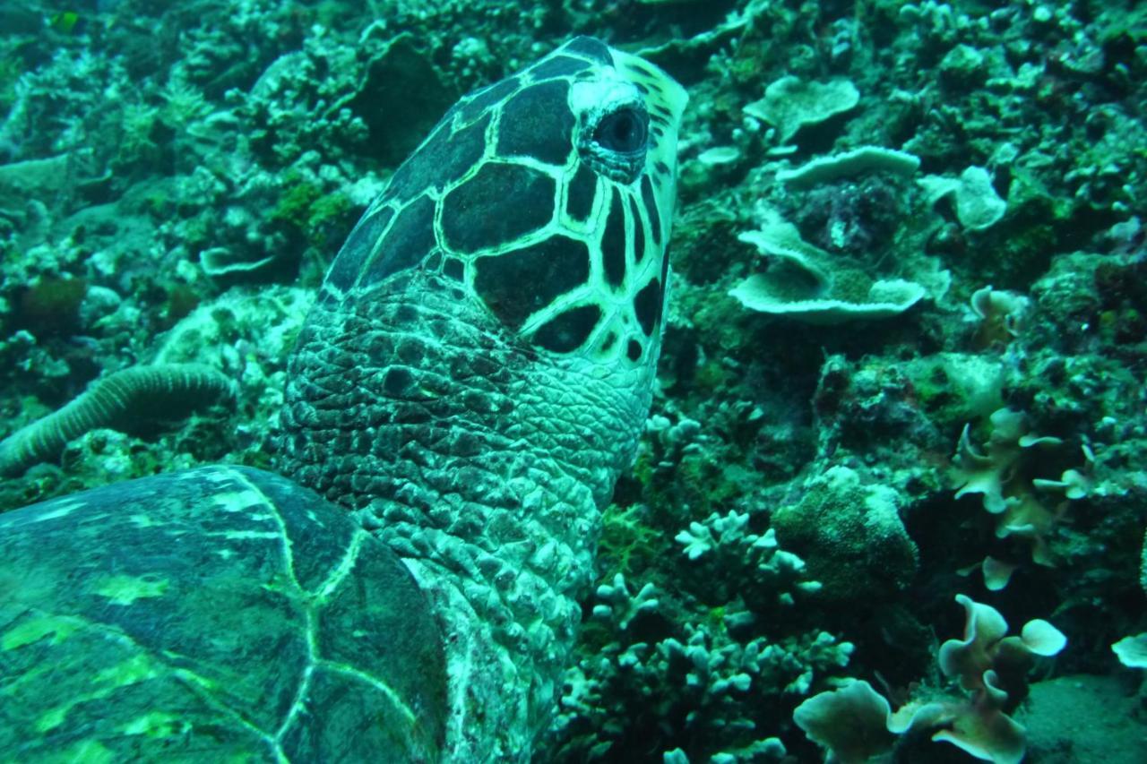 Jemeluk Amed (Bali)