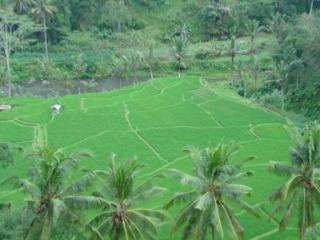 Indah 2* Ubud (Bali)