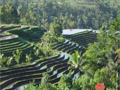 Cempaka Belimbing 4* Blimbing (Bali)