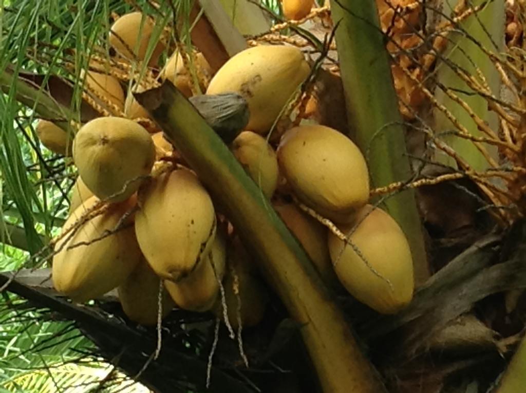 Jukung Bali Amed (Bali)