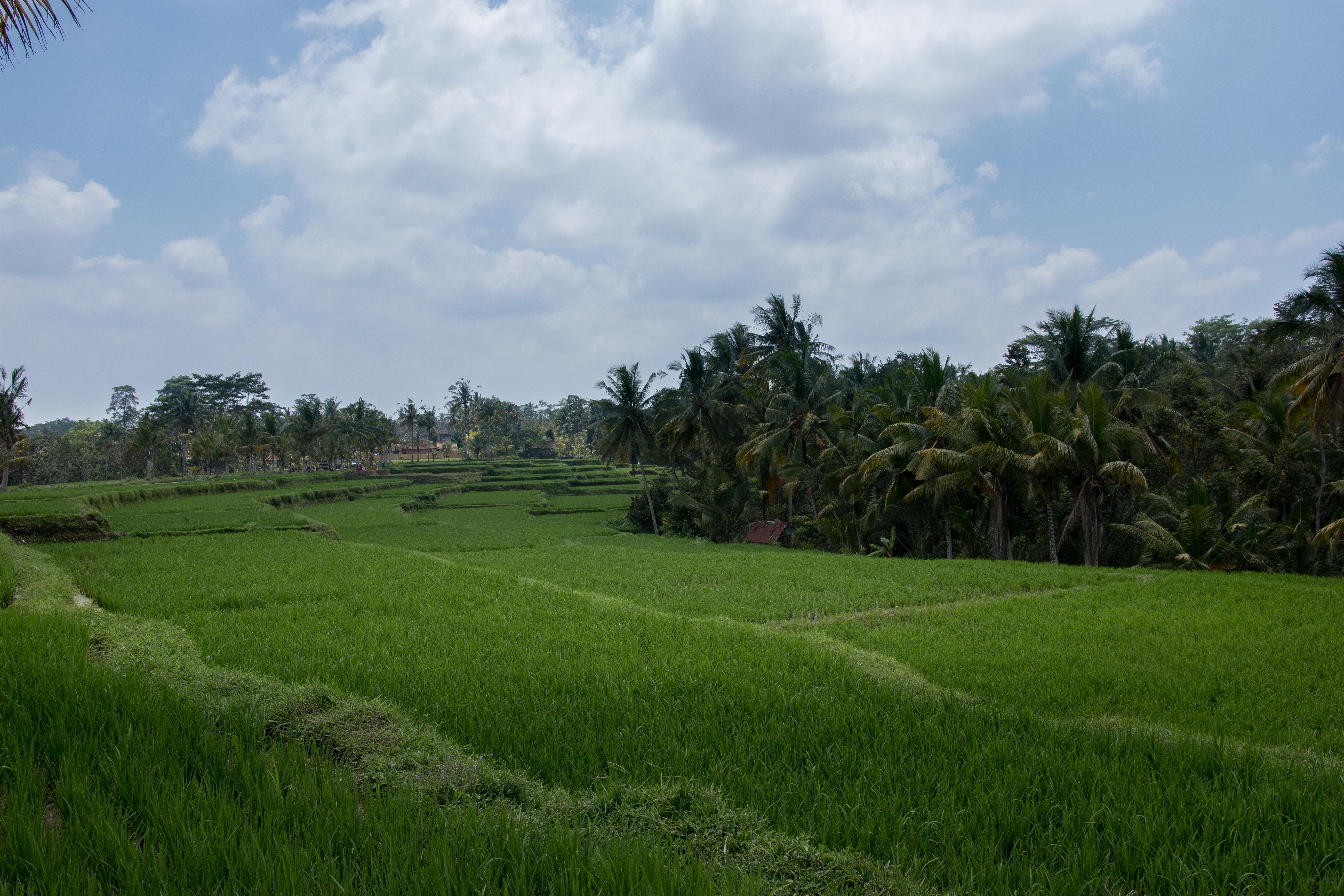 Onje And Ubud (Bali)
