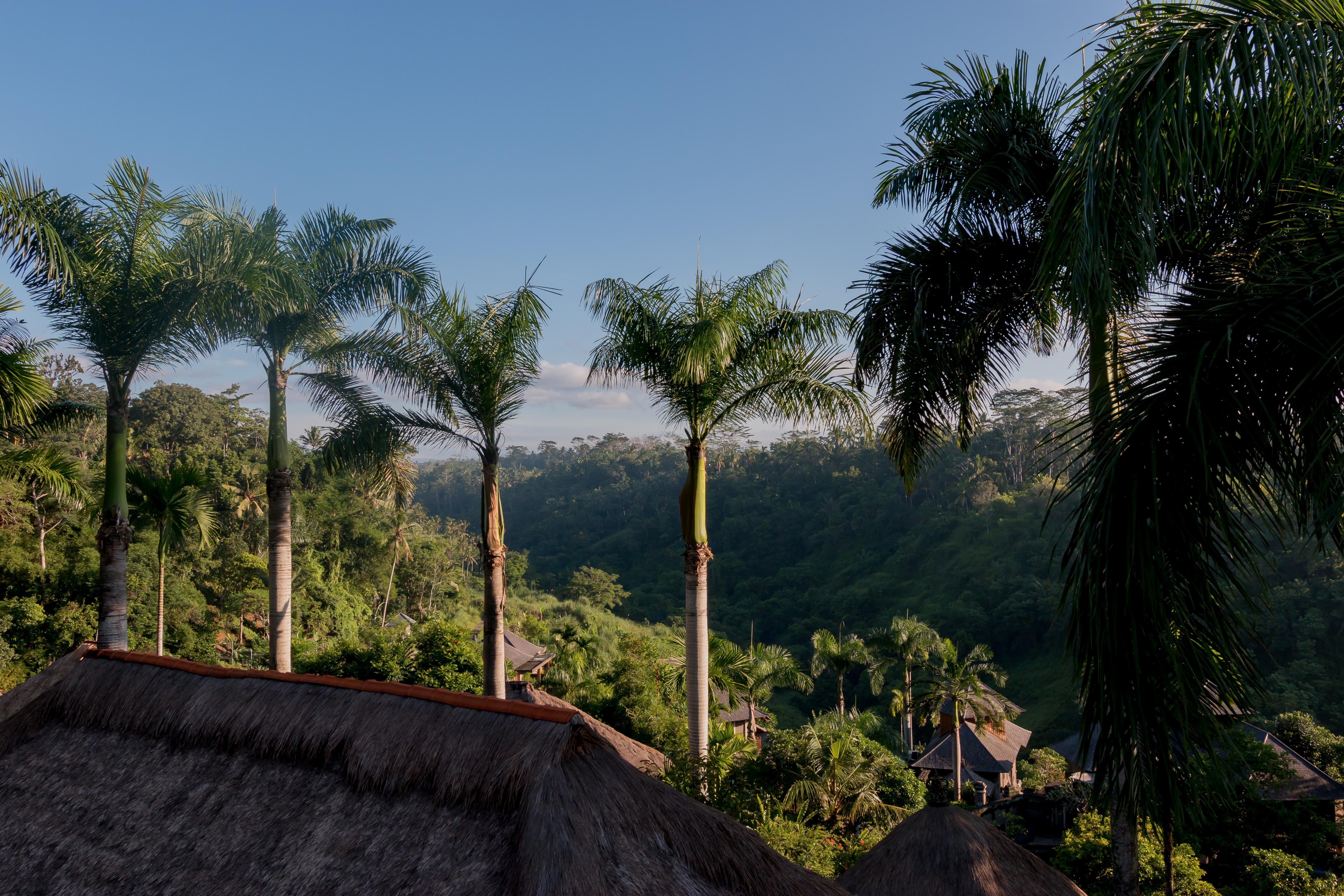 The Payogan And Ubud (Bali)