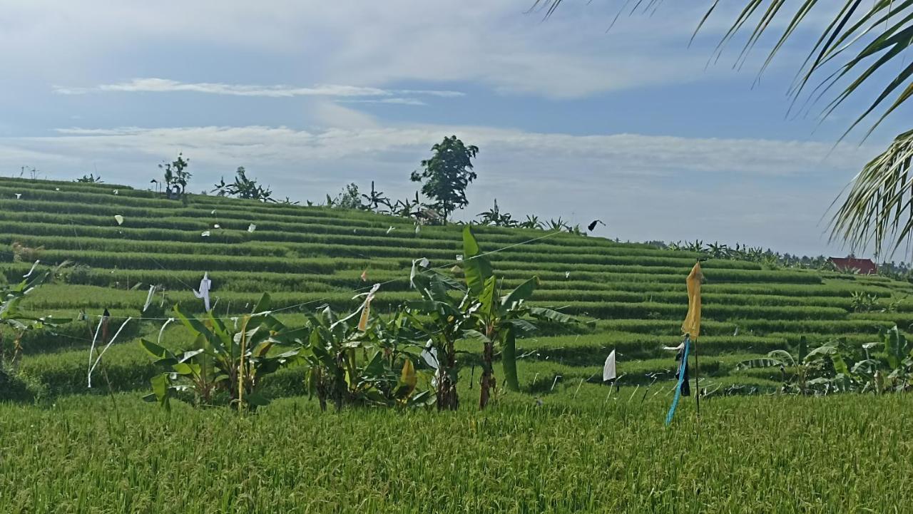 Ayolah Surf House &surf Camp Homestay Jembrana (Bali)