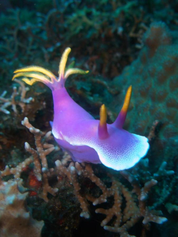 Puri Wirata Dive And