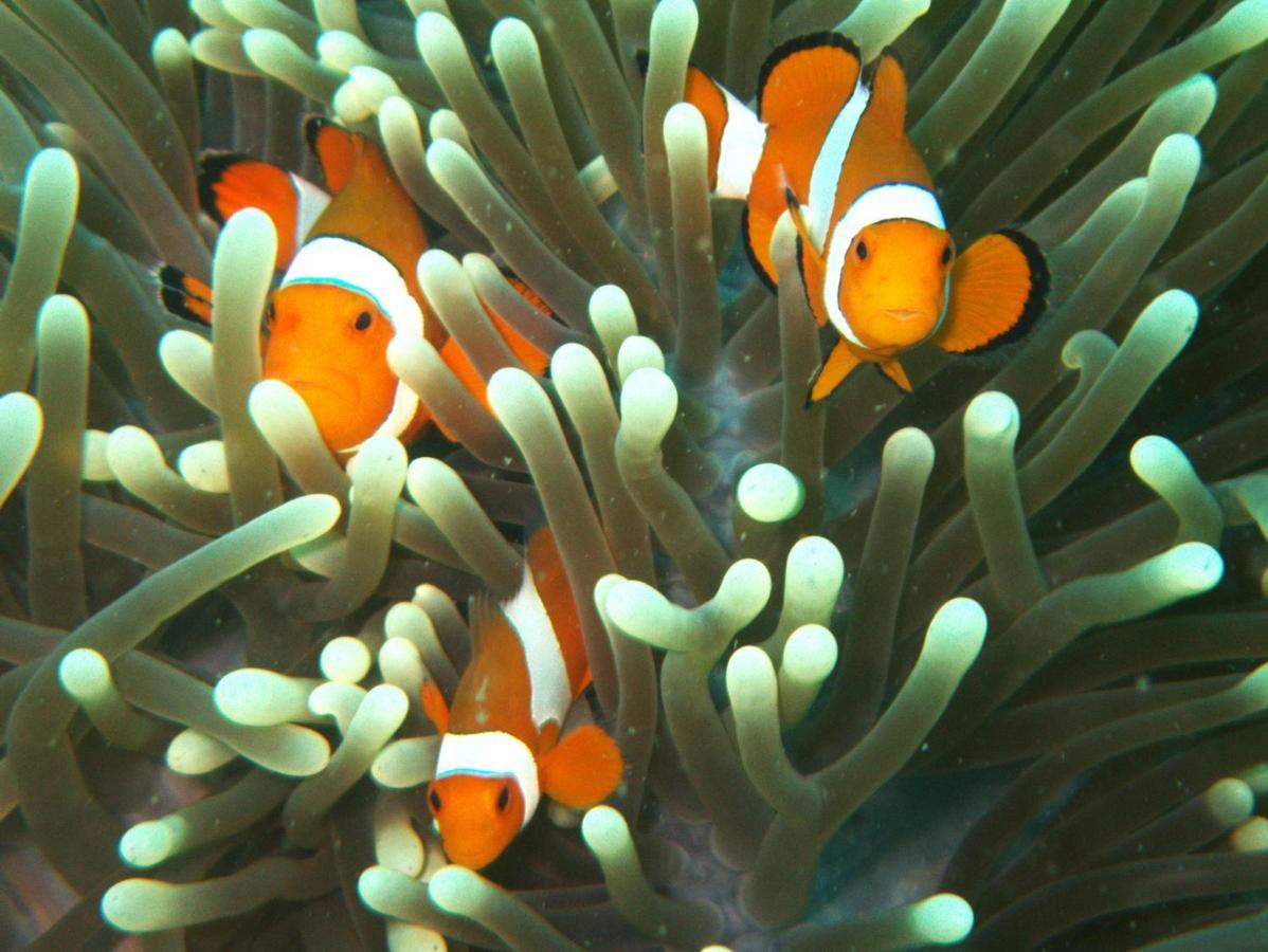 Resort Puri Wirata Dive And Amed (Bali)