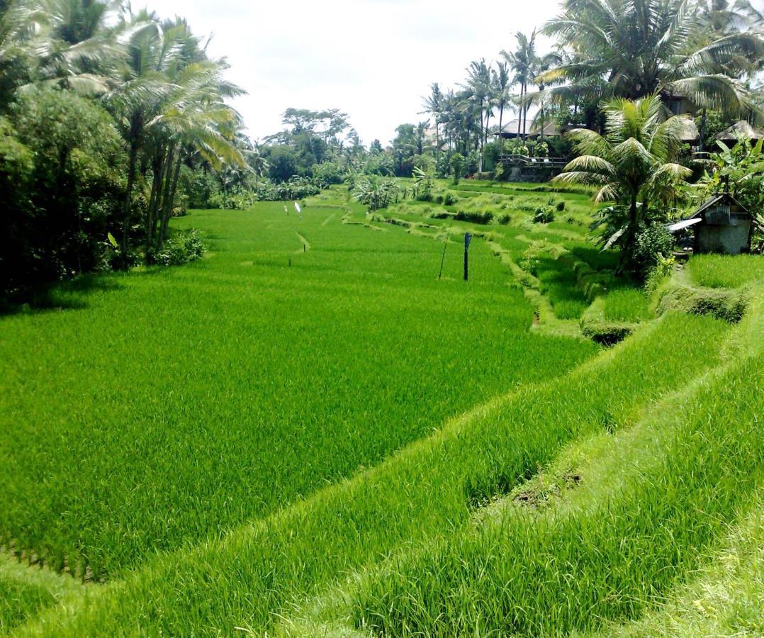 Green Powered By Archipelago 4*