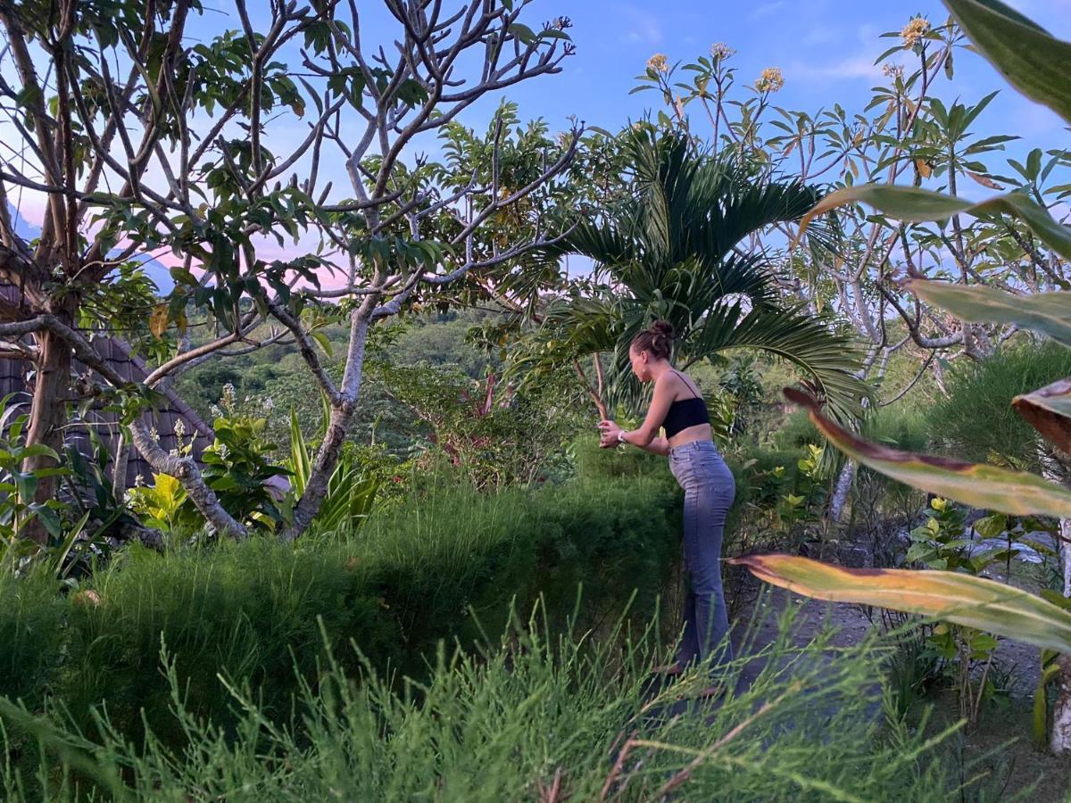 Resor The Pancor Jungle *