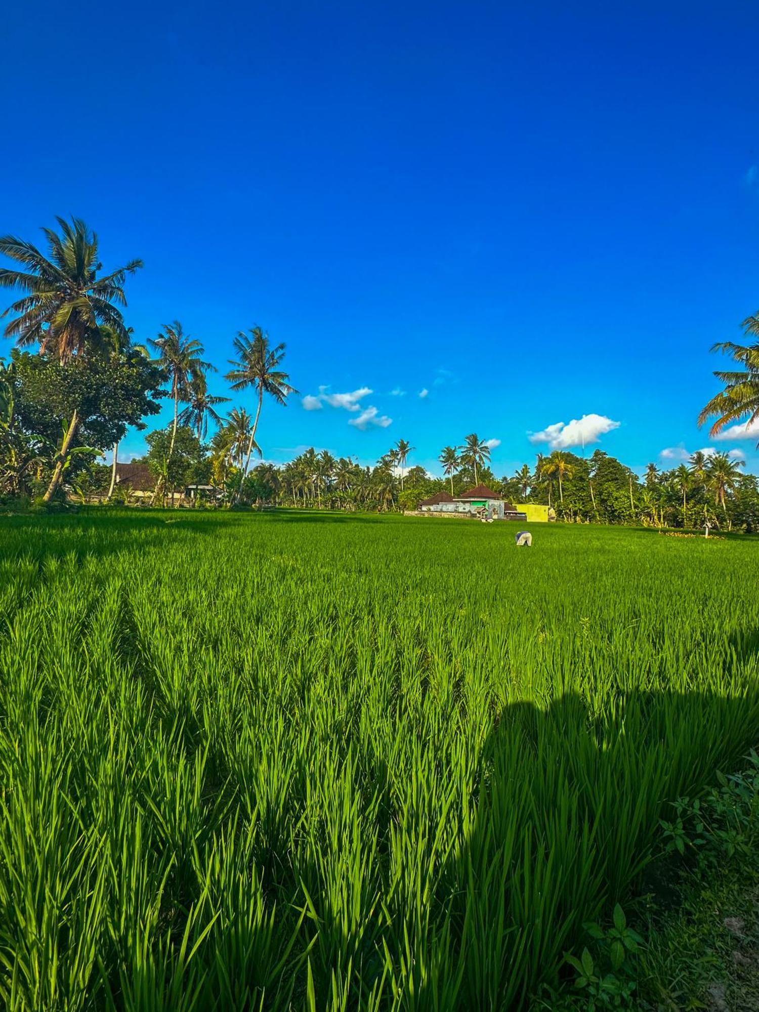 Nunu Bali Eco Friendly Retreat Hotel