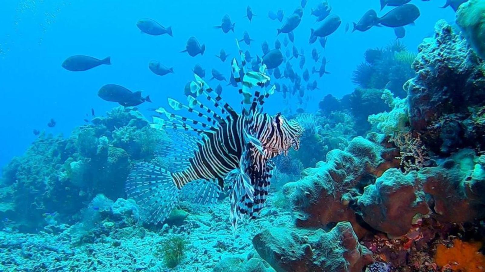 Taman liburan Sunia Loka Bungalows&dive Center Pemuteran (Bali)
