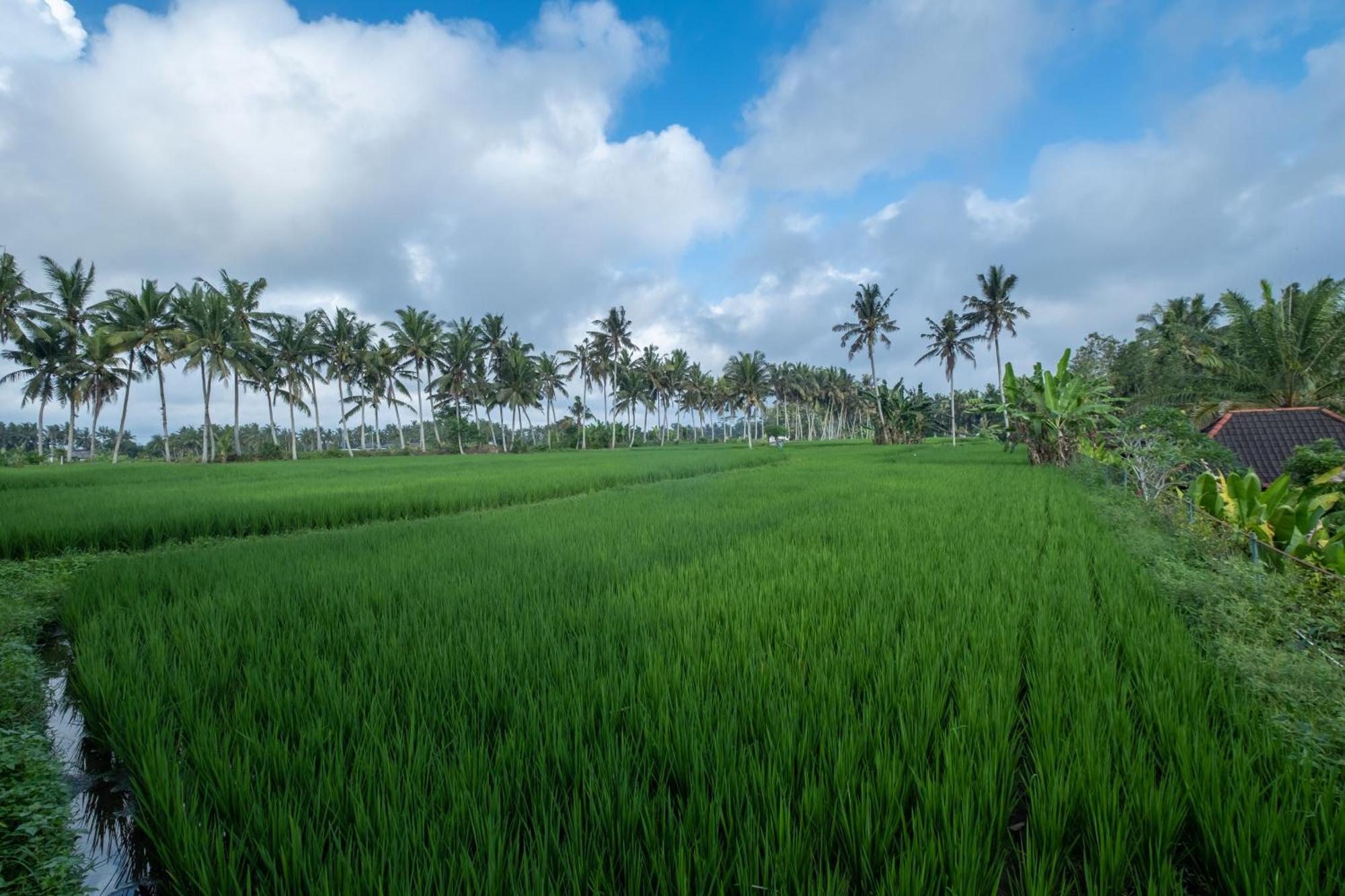 Bhuwana And Farming Ubud (Bali)