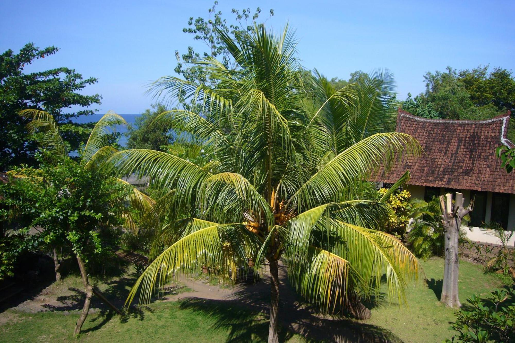Guest house Jukung Bali Amed (Bali)