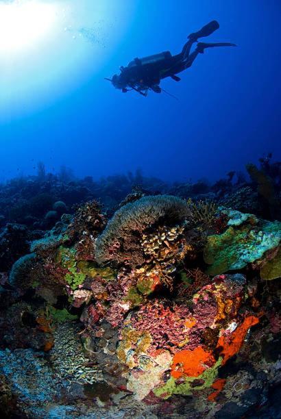 Batu Ampar Menjangan 4* Banyuwedang