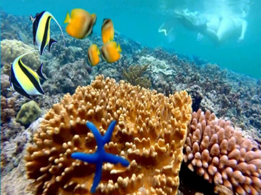 Resort Wreck Divers & Restaurant 3*