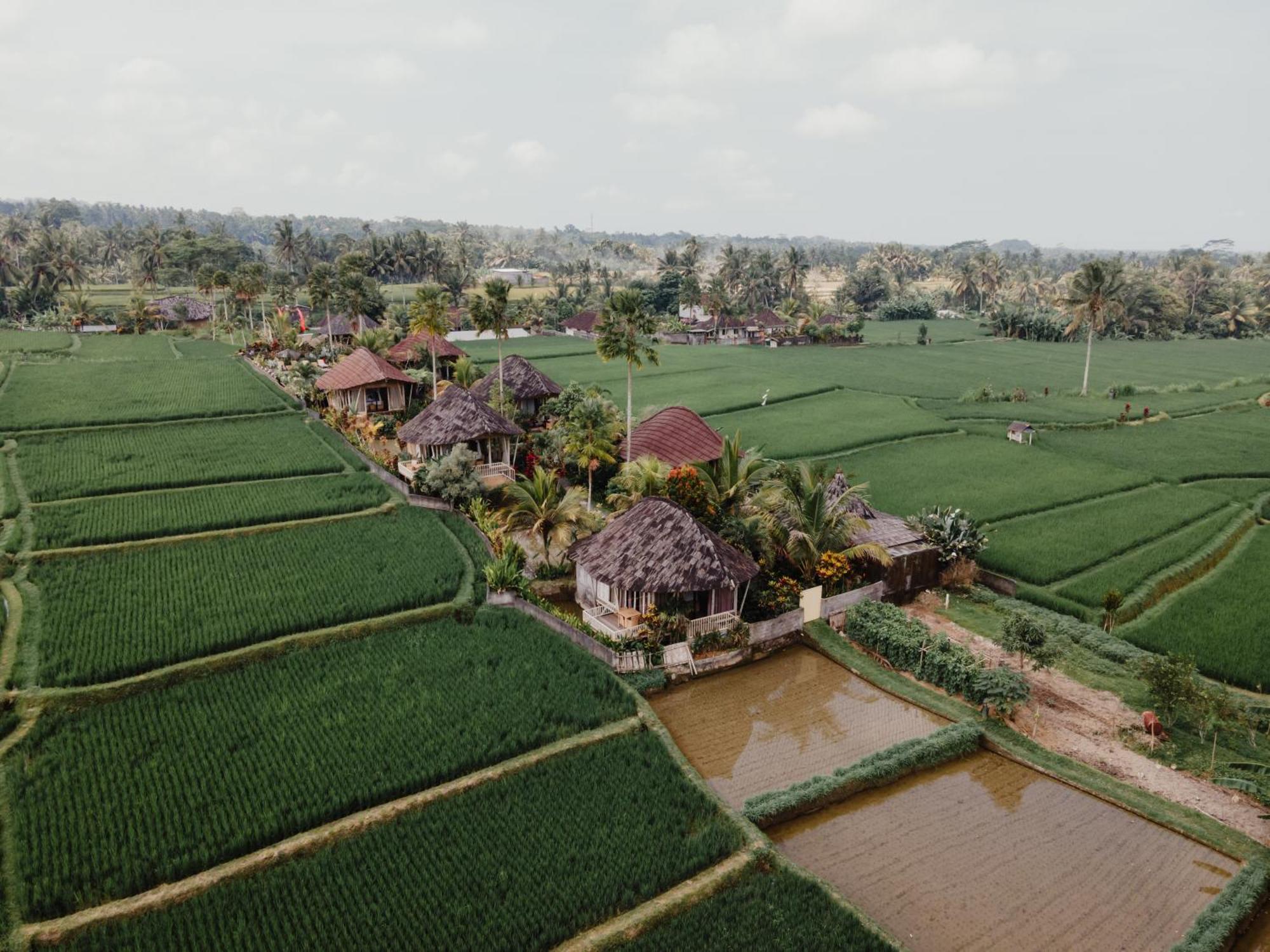 Padi Bali Eco Resor Payangan