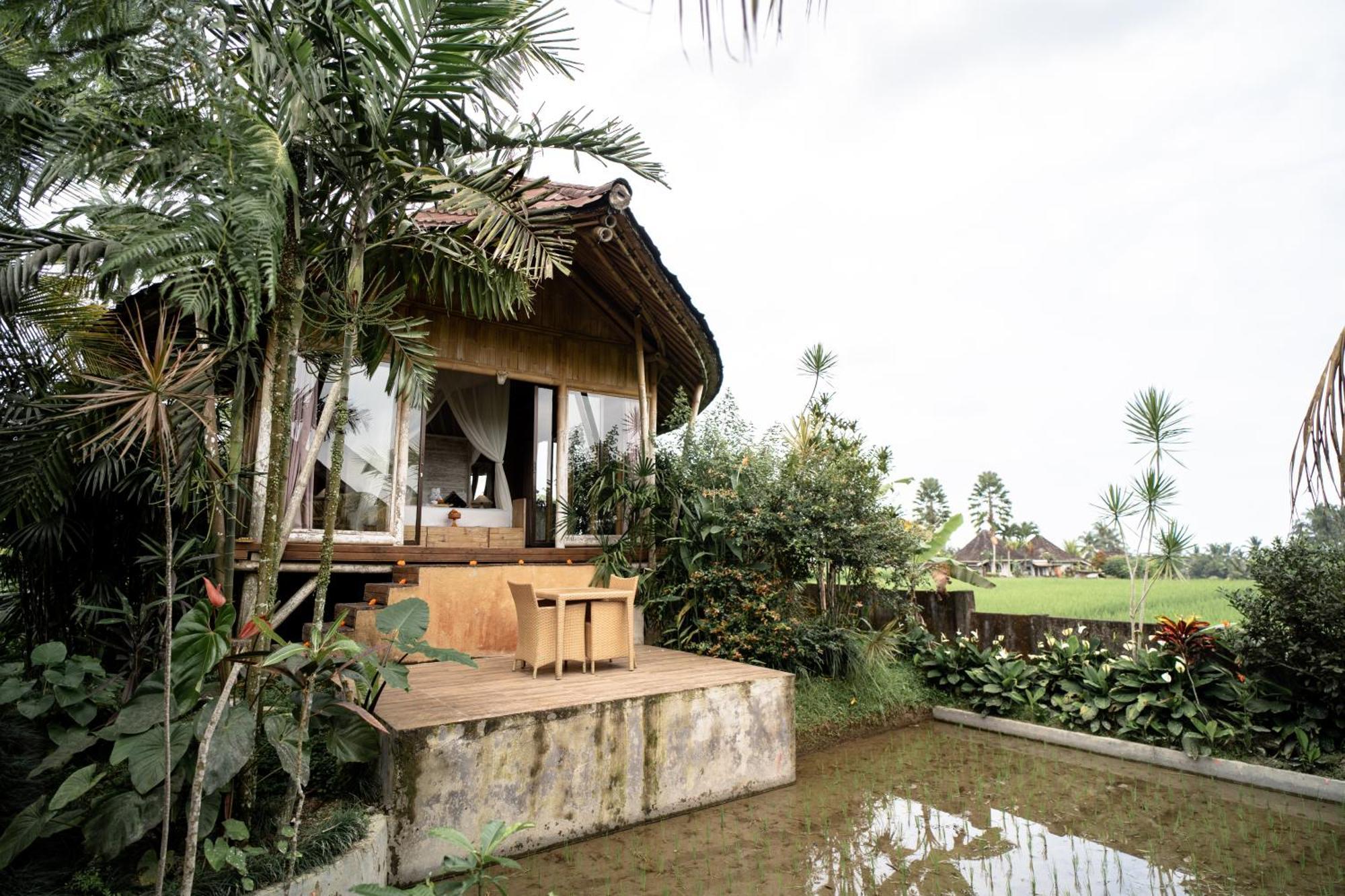 Padi Bali Eco