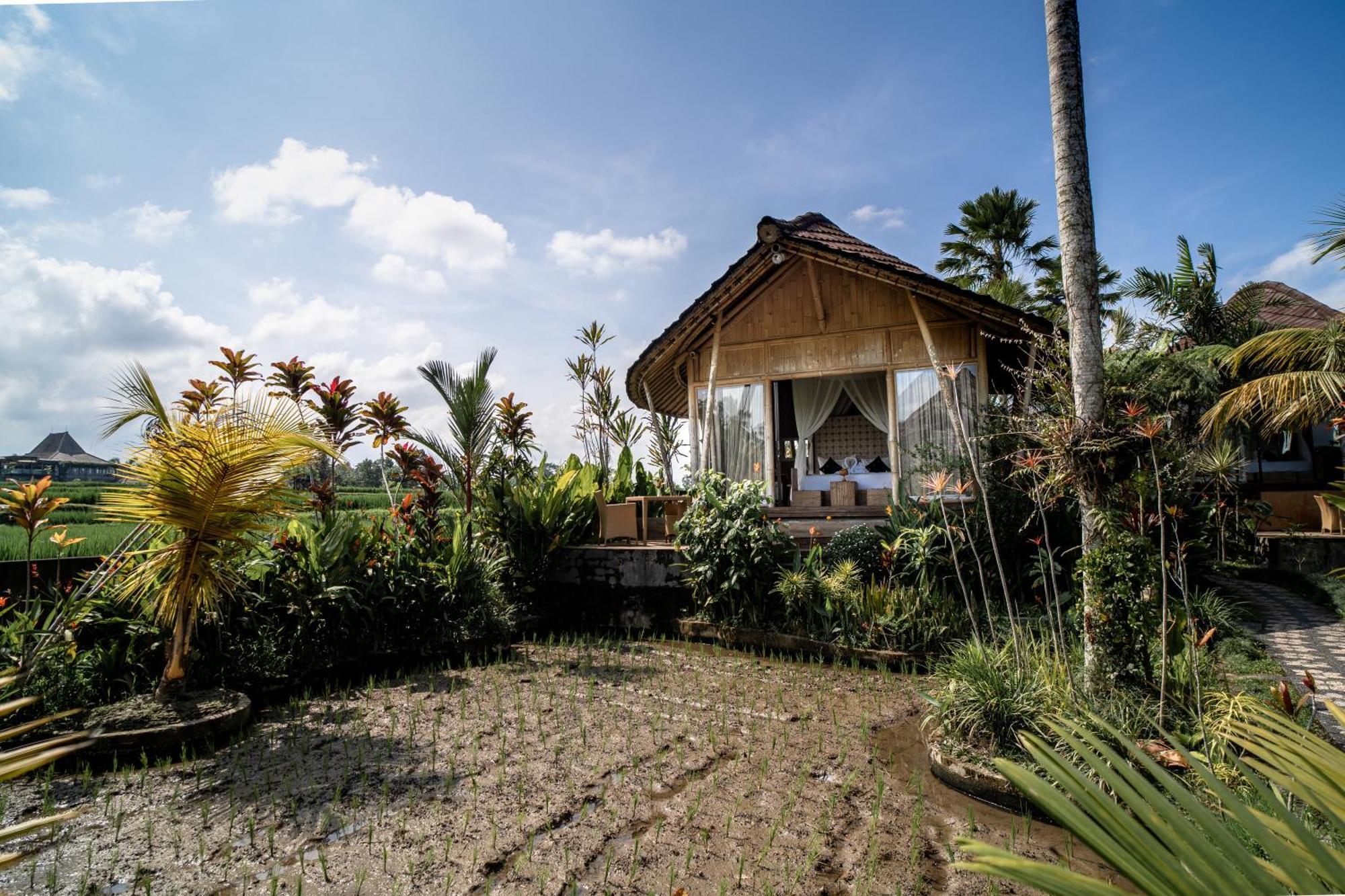Padi Bali Eco Resor Payangan