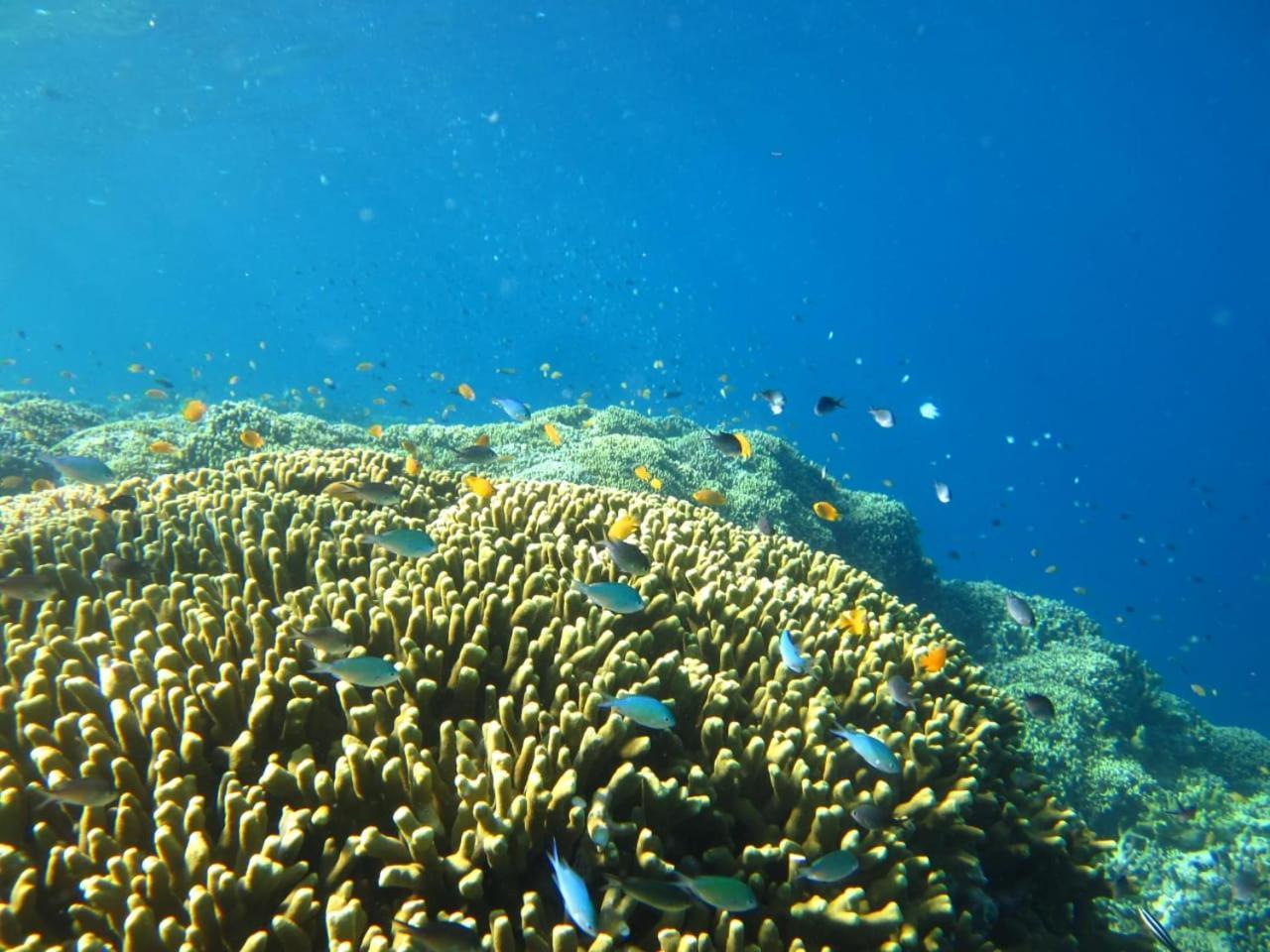 Guest house Disthi And Snorkeling *