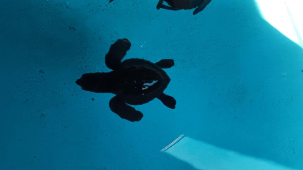 The & Turtle Sanctuary Pemuteran (Bali)