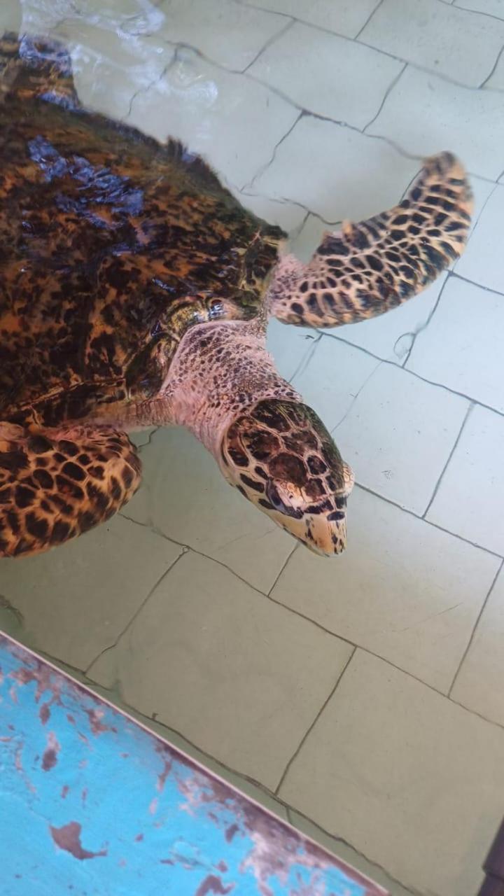 The & Turtle Sanctuary